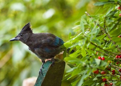 Steller's Jay